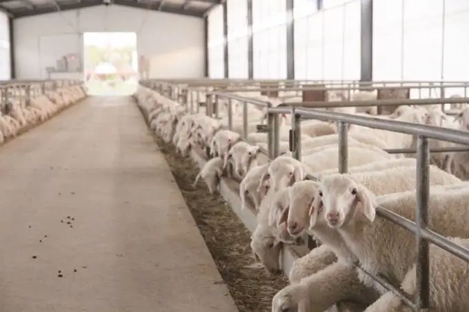 江蘇描繪現代畜牧業高質量發展的&ldquo;現實模樣&rdquo;