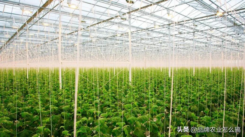 數(shù)智農(nóng)業(yè):中國農(nóng)業(yè)未來十年的歸宿