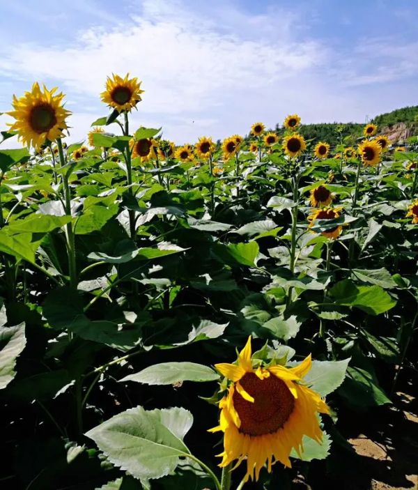 8大農業產業崛起,未來或將成為投資重點