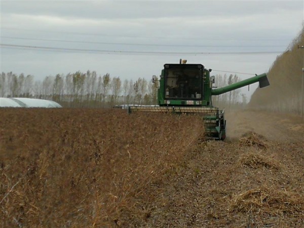 黑龍江大豆育種取得重大突破：5個(gè)品種平均畝產(chǎn)突破570斤