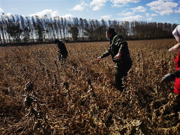 黑龍江大豆育種取得重大突破：5個(gè)品種平均畝產(chǎn)突破570斤