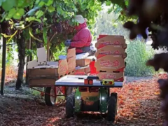 明星農(nóng)業(yè)機(jī)器人公司Burro完成1090萬(wàn)美元融資，拆包即可安裝使用