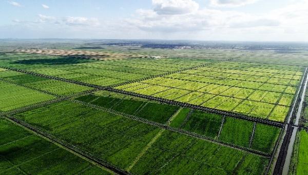 &ldquo;中國農技&rdquo;&ldquo;中國農機&rdquo;&ldquo;中國農場&rdquo;助力非洲農業(yè)發(fā)展