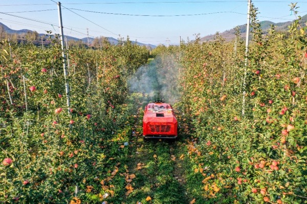 山東淄博發(fā)力數(shù)字化農(nóng)業(yè)：&ldquo;慧&rdquo;農(nóng)又增收 果農(nóng)挑上&ldquo;金扁擔(dān)&rdquo;