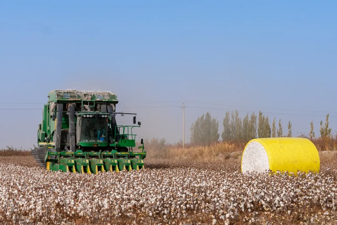 超級(jí)棉田喜獲豐收，極飛科技打造鄉(xiāng)村振興新樣本