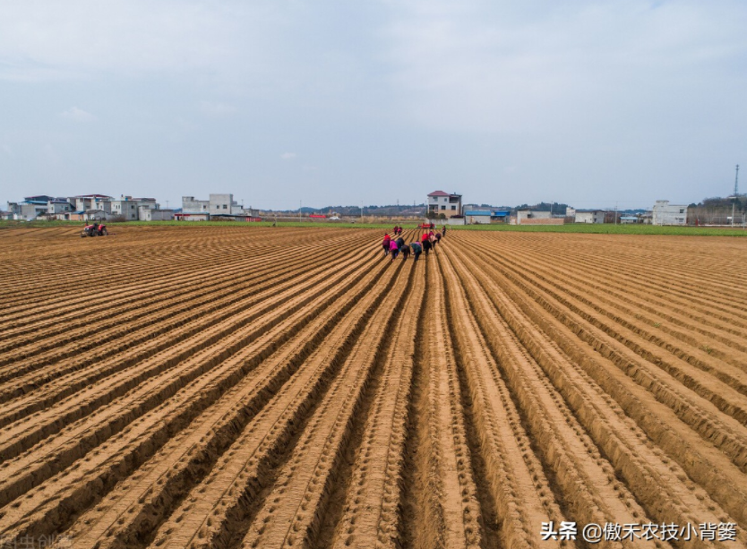  農(nóng)作物起壟種植有哪些好處？起壟時(shí)如何確定最佳壟高？