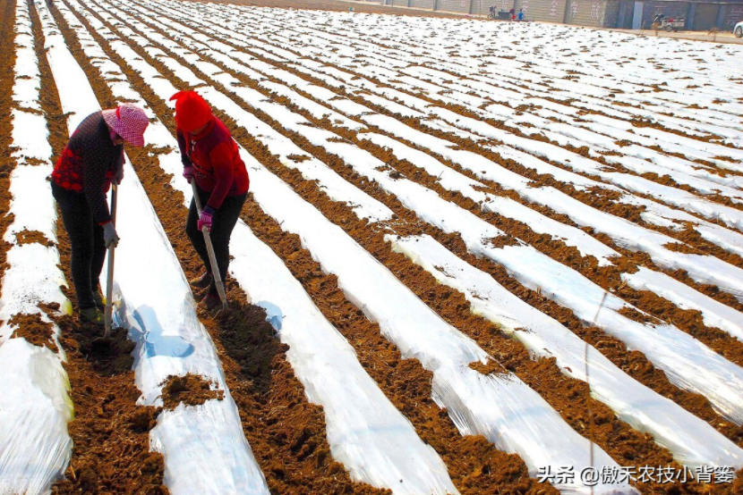 農(nóng)作物起壟種植有哪些好處？起壟時(shí)如何確定最佳壟高？