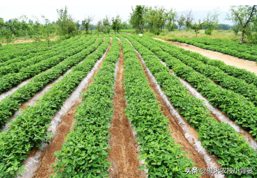 農(nóng)作物起壟種植有哪些好處？起壟時(shí)如何確定最佳壟高？