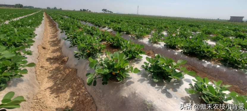 農(nóng)作物起壟種植有哪些好處？起壟時(shí)如何確定最佳壟高？