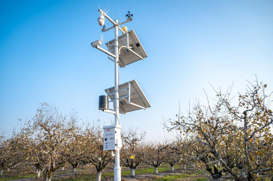 安徽碭山啟動(dòng)&ldquo;酥梨種植挑戰(zhàn)賽&rdquo;