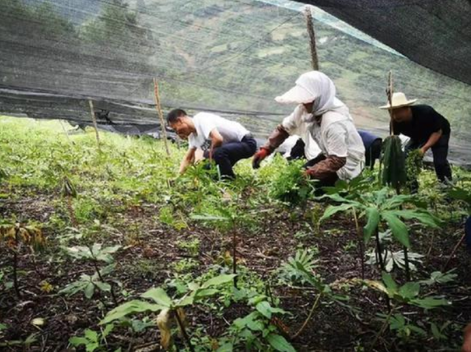甘肅移動：&ldquo;5G技術(shù)&rdquo;進藥田，智慧農(nóng)業(yè)&ldquo;顯身手&rdquo;