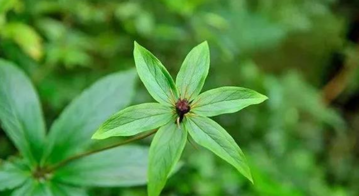 甘肅移動：&ldquo;5G技術(shù)&rdquo;進藥田，智慧農(nóng)業(yè)&ldquo;顯身手&rdquo;