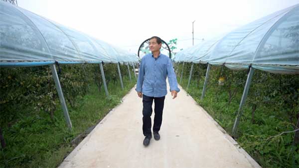 齊魯靈秀地 品牌農產品:智慧大棚里的沾化冬棗