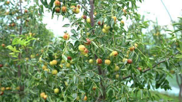 齊魯靈秀地 品牌農產品:智慧大棚里的沾化冬棗