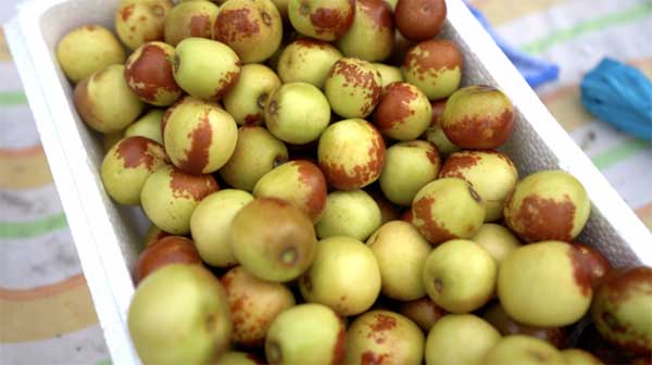 齊魯靈秀地 品牌農產品:智慧大棚里的沾化冬棗