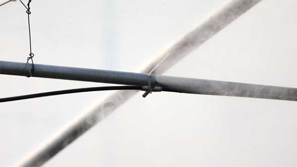 齊魯靈秀地 品牌農產品:智慧大棚里的沾化冬棗