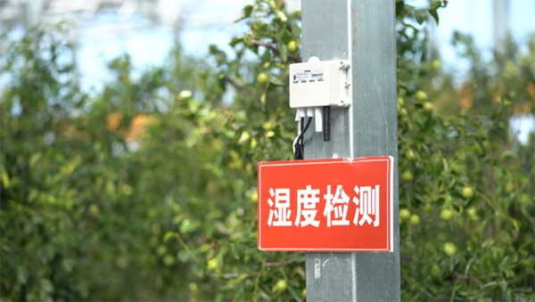 齊魯靈秀地 品牌農產品:智慧大棚里的沾化冬棗