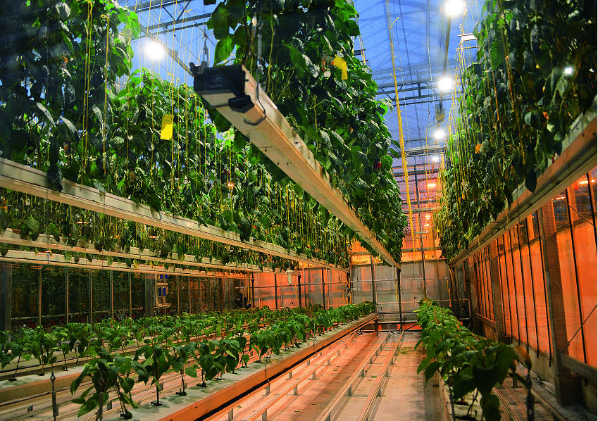 什么是垂直農(nóng)場？垂直農(nóng)場的盈利前景與經(jīng)典案例