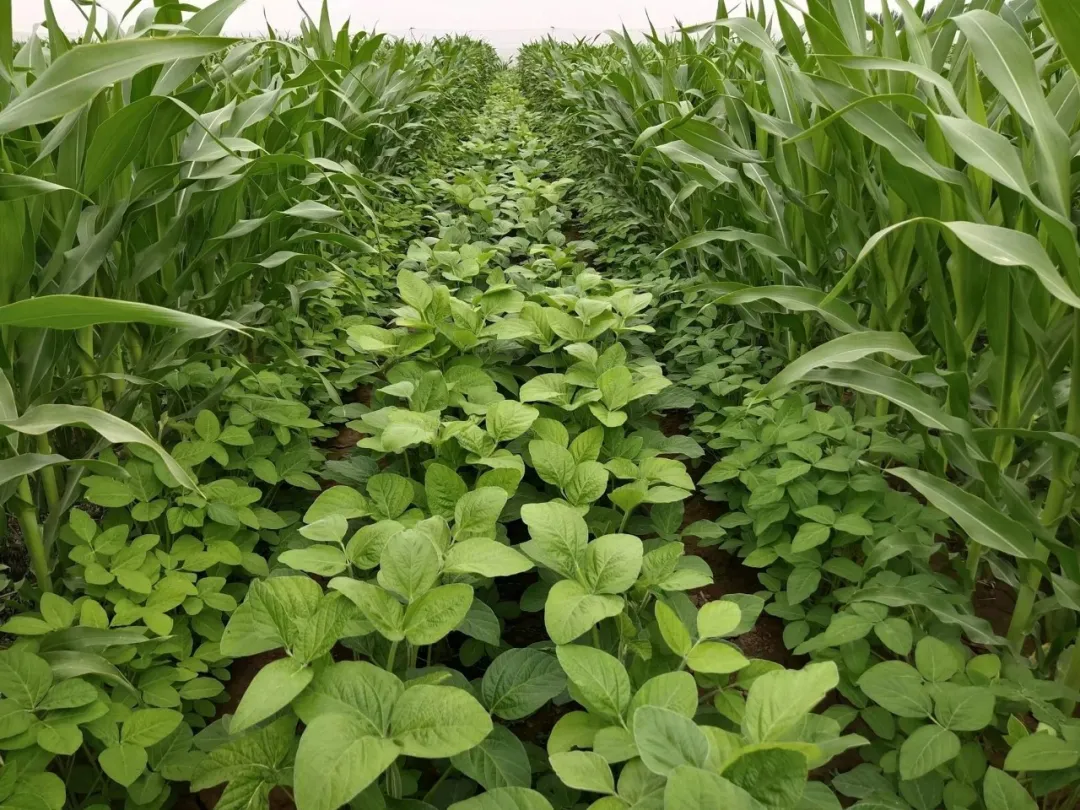 唐仁健部長多次提到的&ldquo;玉米大豆帶狀復合種植技術&rdquo;是什么？