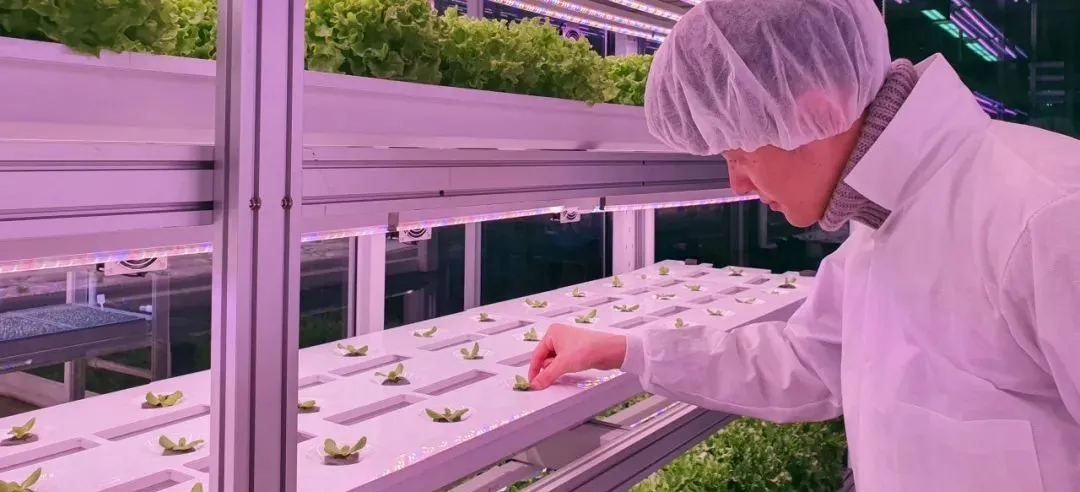 垂直農業領域的&ldquo;泡沫&rdquo;要爆？