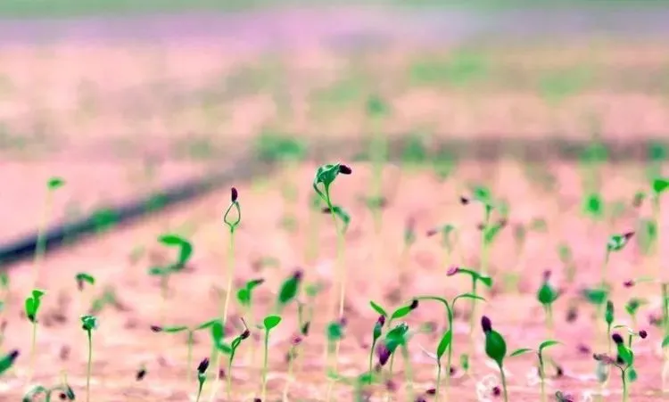 垂直農業領域的&ldquo;泡沫&rdquo;要爆？