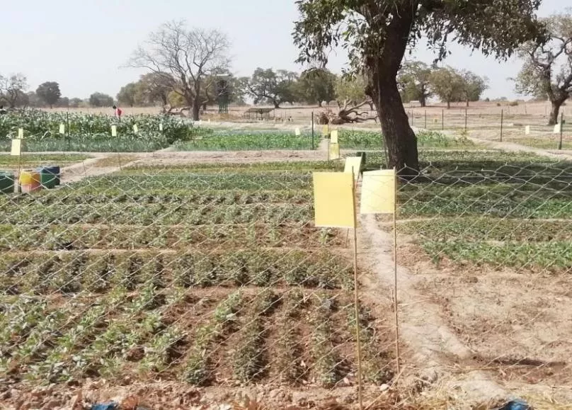 糧食產量高，生活有余裕&mdash;&mdash;中國專家在布開展水稻高產競賽和蔬菜種植培訓