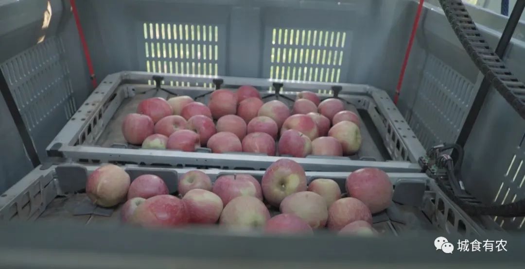 會摘蘋果的飛行機器人，從概念圖到商業化Tevel只用了4年