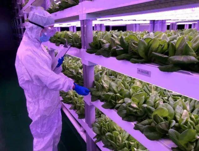 透視中日荷三國&ldquo;植物工廠&rdquo;案例，植物工廠的下一站又是什么