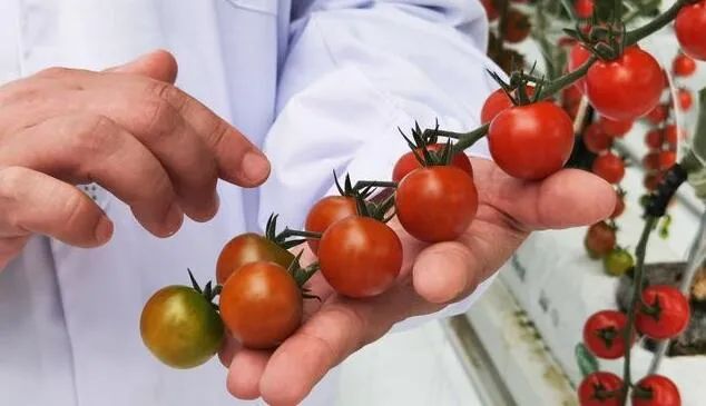 京津冀最大單體智能溫室亮相！“番茄森林”首批產(chǎn)量將達700噸！