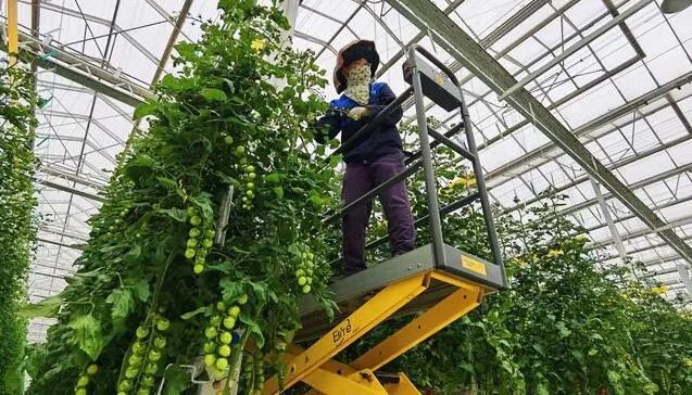 京津冀最大單體智能溫室亮相！“番茄森林”首批產(chǎn)量將達700噸！