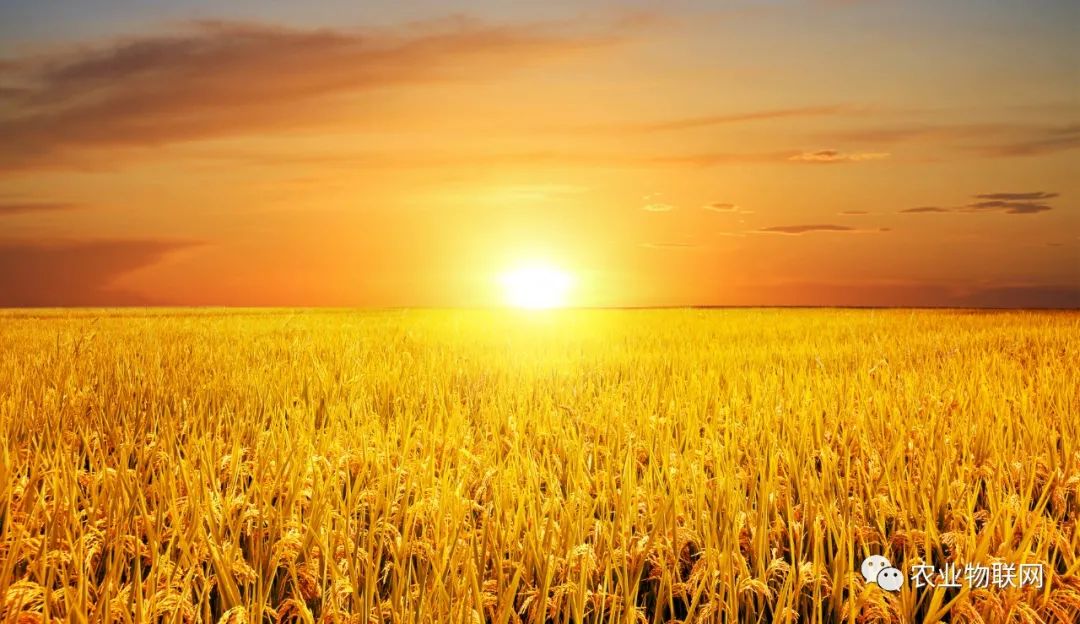 未來種業(yè)的競爭，是種子、農藥和數(shù)字農業(yè)的綜合競爭