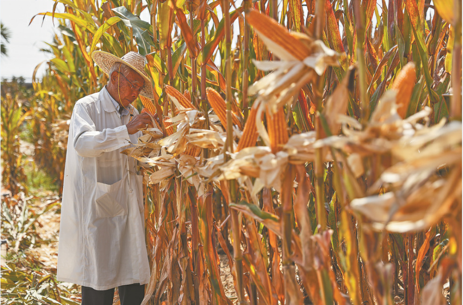 深度透視！農(nóng)業(yè)“芯片”：中國種子戰(zhàn)略