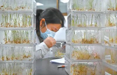 深度透視！農(nóng)業(yè)“芯片”：中國種子戰(zhàn)略