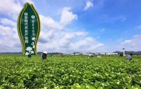 【縣域農業】縣域是未來農業品牌建設的主戰場！