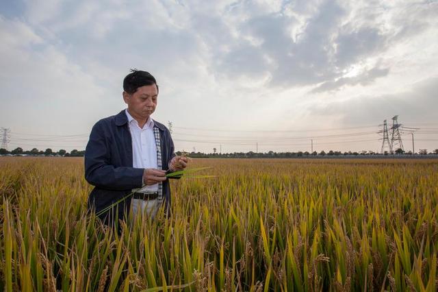 讓中國(guó)的水養(yǎng)得起中國(guó)的稻 世界首創(chuàng)的上海稻種可減排90%，掀起水稻“藍(lán)色革命”