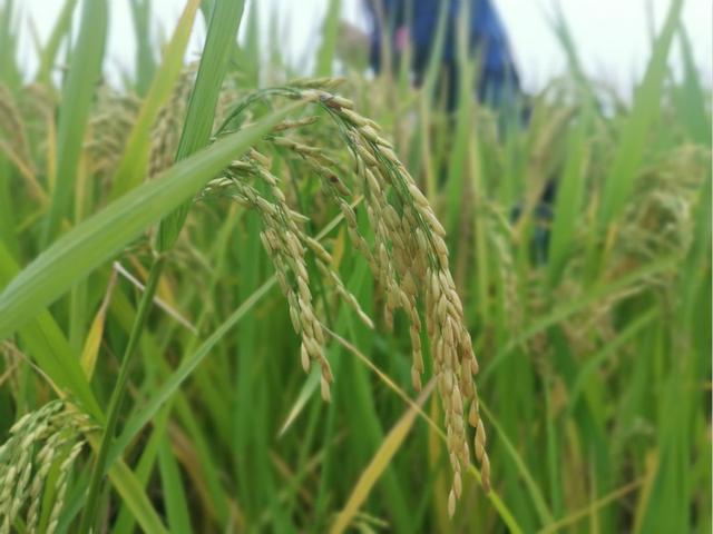 讓中國(guó)的水養(yǎng)得起中國(guó)的稻 世界首創(chuàng)的上海稻種可減排90%，掀起水稻“藍(lán)色革命”