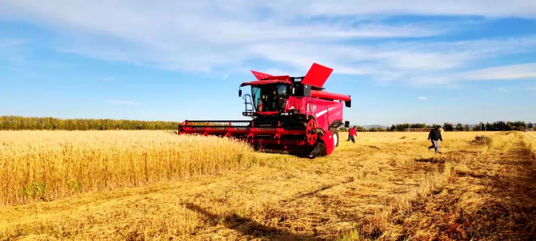 國(guó)內(nèi)首款智能 大型 喂入量15公斤谷物聯(lián)合收割機(jī)在中國(guó)一拖研制成功