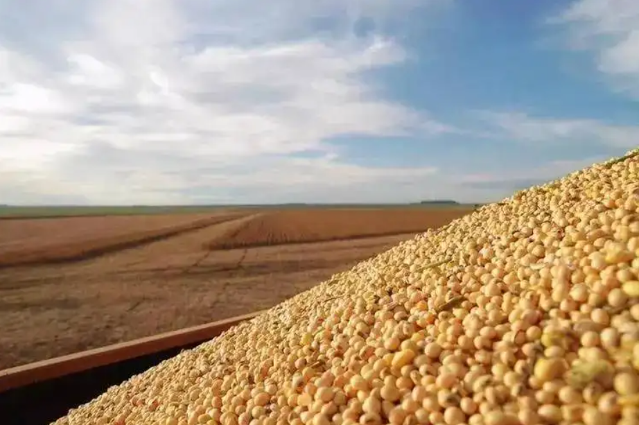 豆粕減量替代勢在必行 豆粕減量替代勢在必行