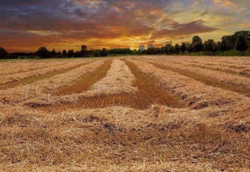 農(nóng)業(yè)農(nóng)村部:2021年我國農(nóng)作物秸稈綜合利用率達(dá)88.1% 農(nóng)業(yè)農(nóng)村部:2021年我國農(nóng)作物秸稈綜合利用率達(dá)88.1%