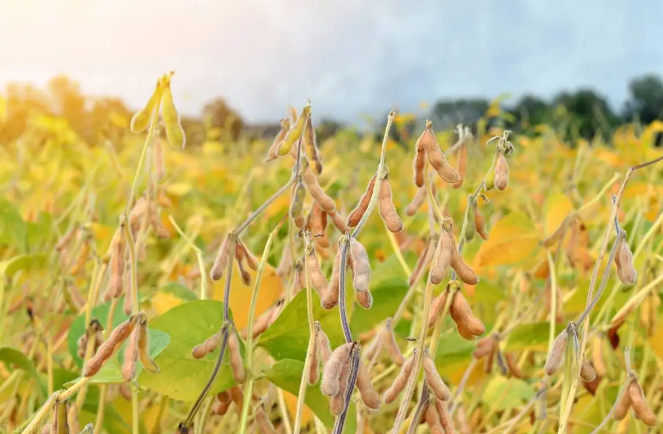 糧安天下,大豆振興之路還需面對哪些挑戰? 糧安天下,大豆振興之路還需面對哪些挑戰?