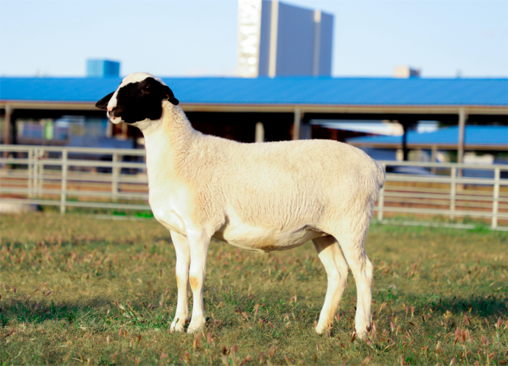 全國(guó)首個(gè)！“杜蒙羊”新品種通過(guò)國(guó)家審定