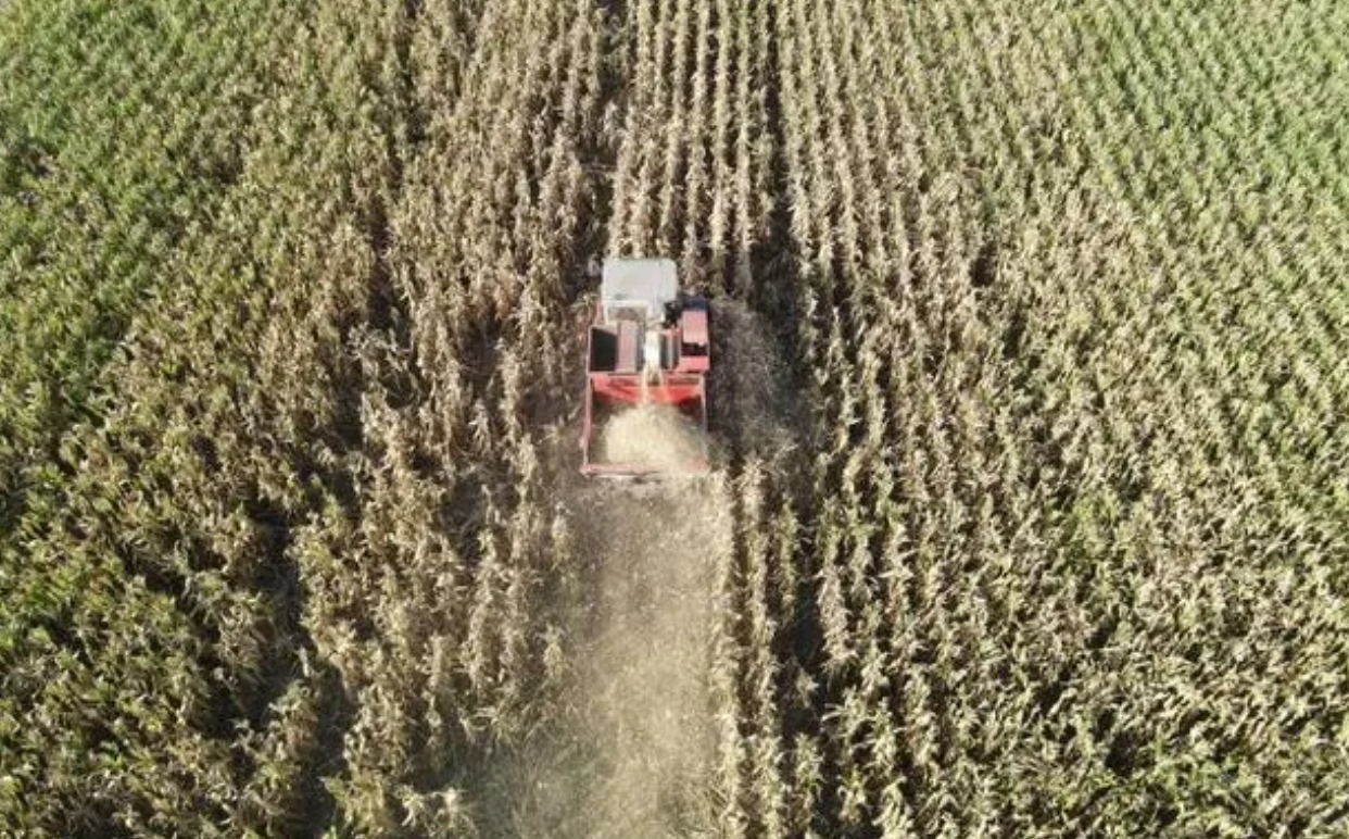 全國秋糧收獲進行時:農戶搶收忙 “豐”景美如畫 全國秋糧收獲進行時:農戶搶收忙 “豐”景美如畫