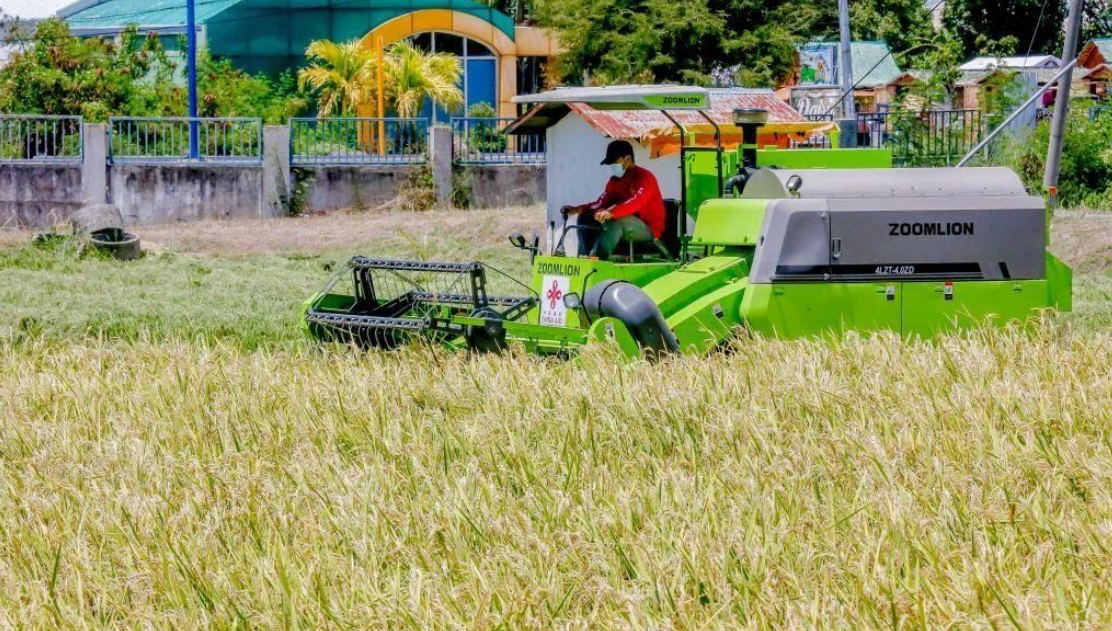 中國雜交稻在菲律賓大面積種植，圖為菲律賓農民正在收割成熟的雜交水稻