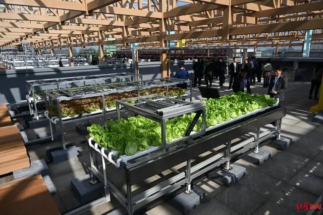 3.36億畝近8億噸！《2023年中國蔬菜產(chǎn)業(yè)發(fā)展報告》發(fā)布