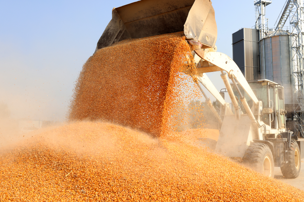 端穩(wěn)“中國飯碗” 我國糧食產后節(jié)約減損有力推進