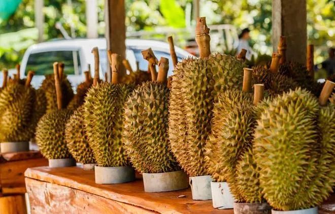 泰國榴梿對華出口不斷擴大 泰國榴梿對華出口不斷擴大