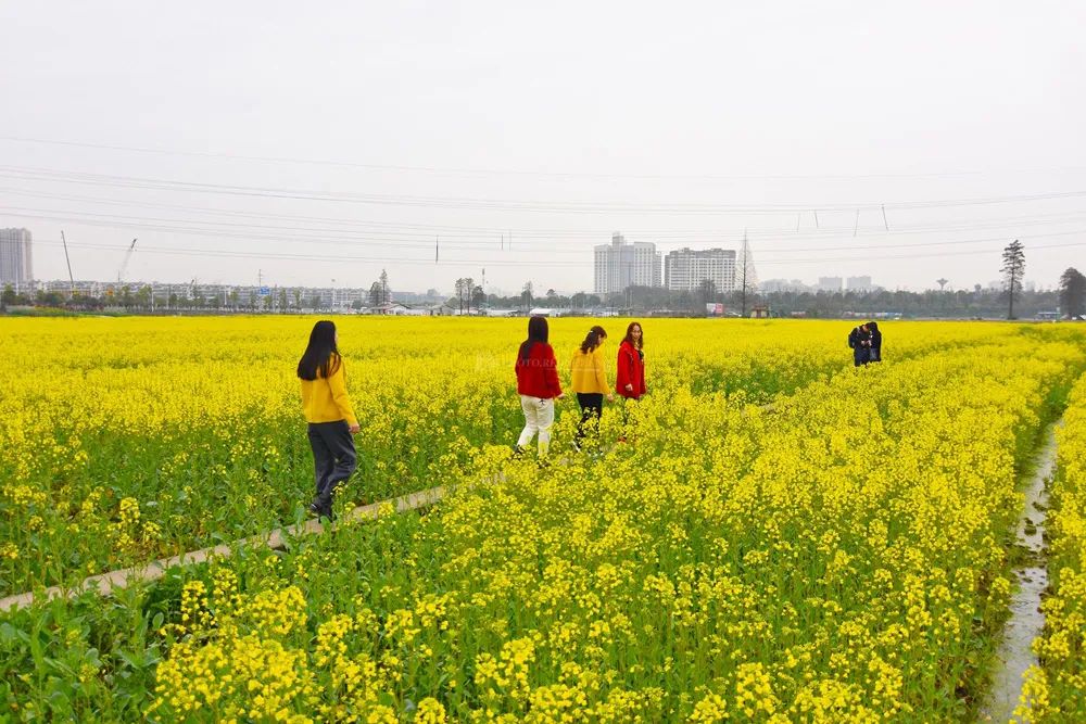 重點作物增加至4個！今年我國深入推進大面積單產(chǎn)提升行動