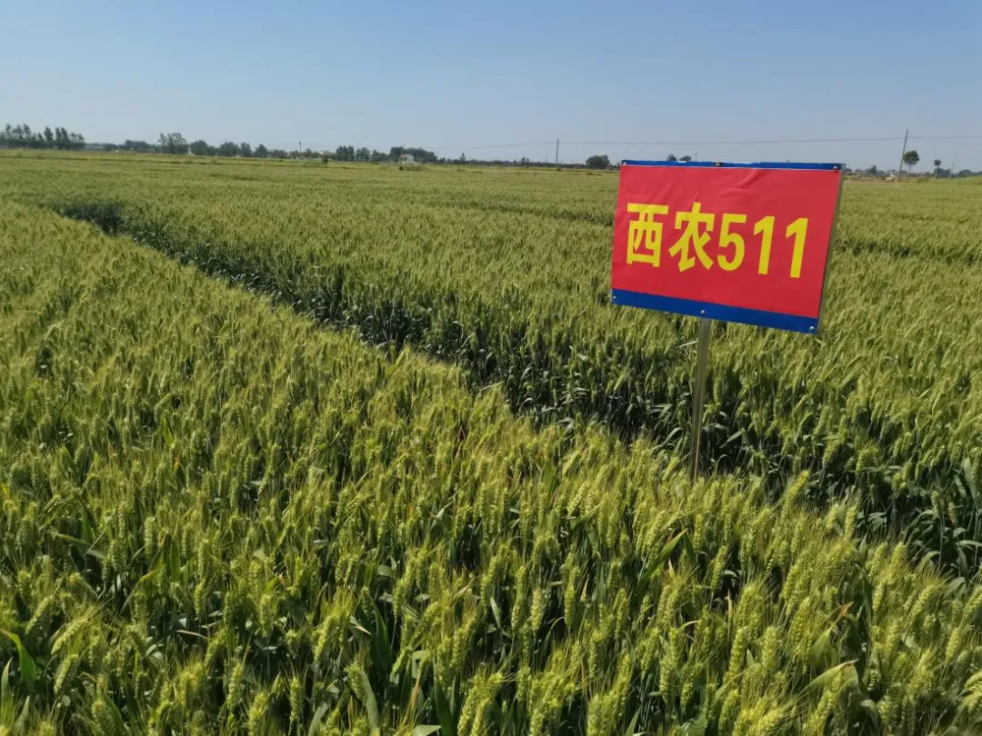 農業(yè)“芯片” 扛牢糧食安全重任